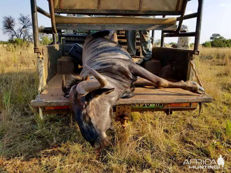 Blue Wildebeest Hunting in South Africa