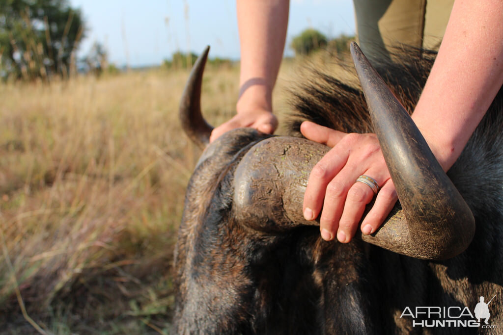 Blue Wildebeest Hunting in South Africa