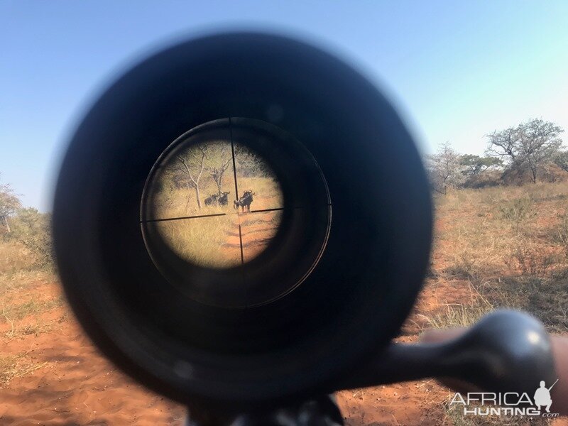 Blue Wildebeest Hunting in South Africa