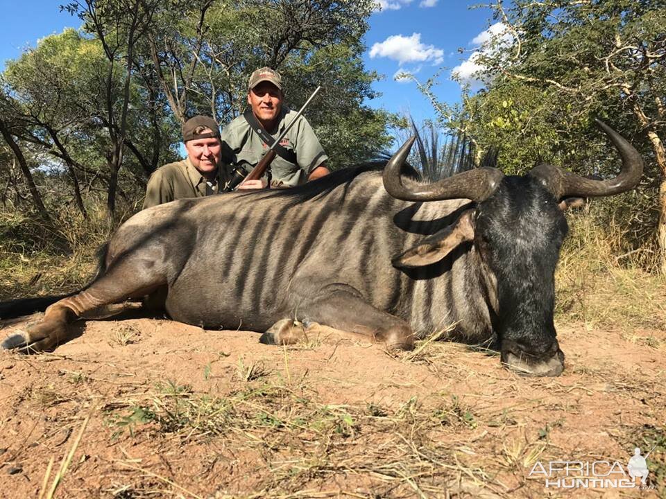 Blue Wildebeest Hunting in South Africa