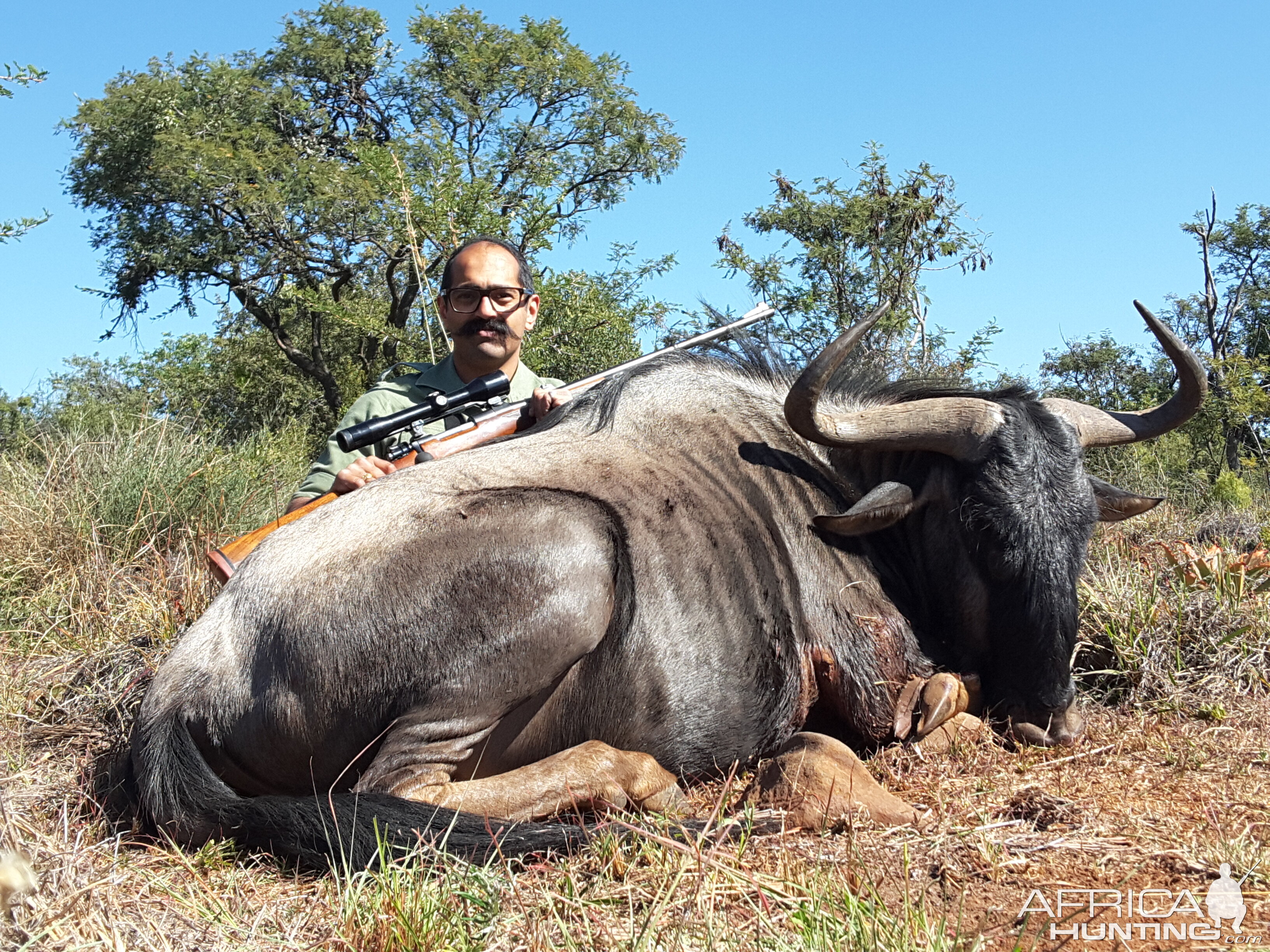 Blue Wildebeest Hunting in South Africa