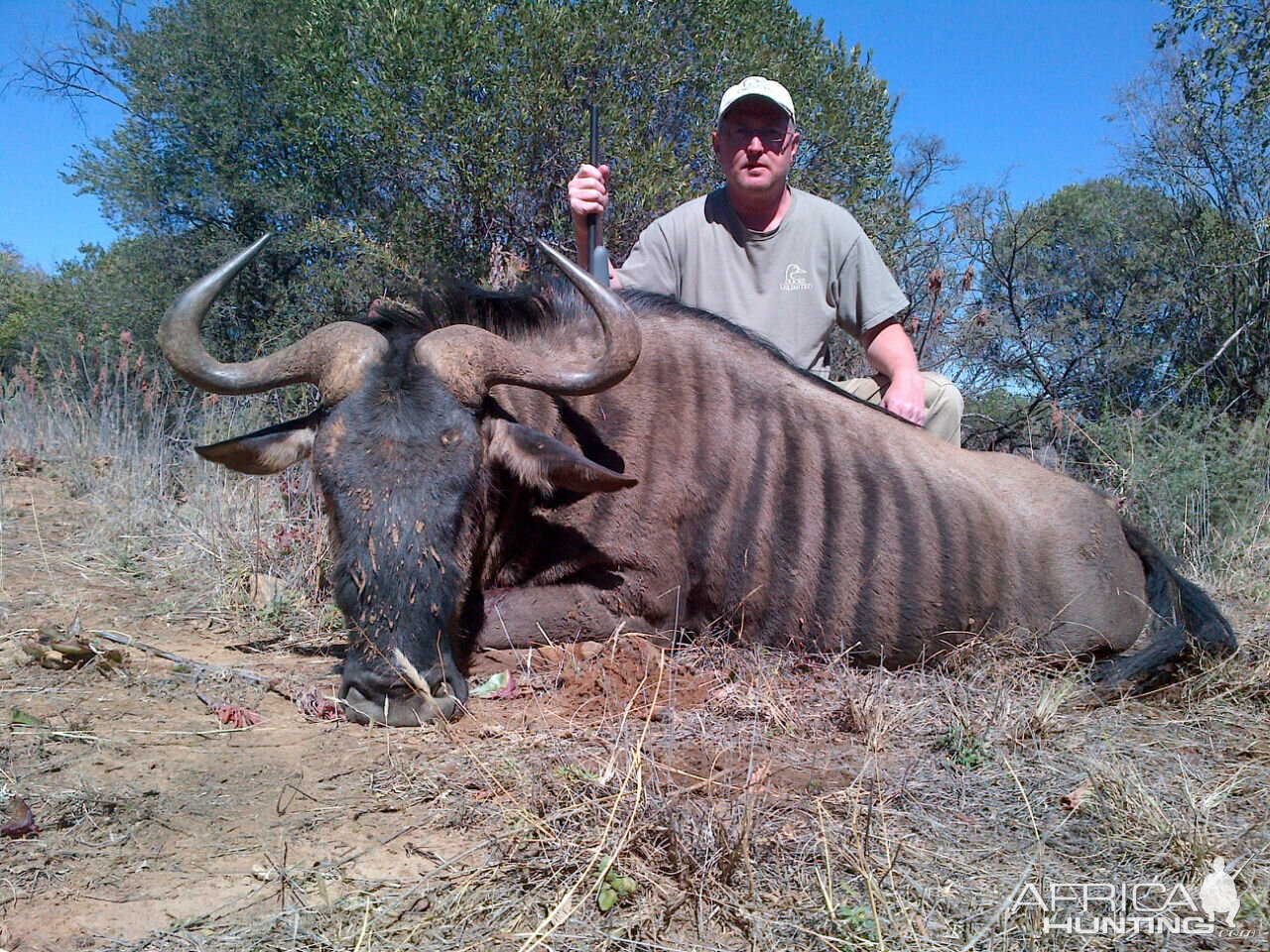 Blue Wildebeest Hunting in South Africa