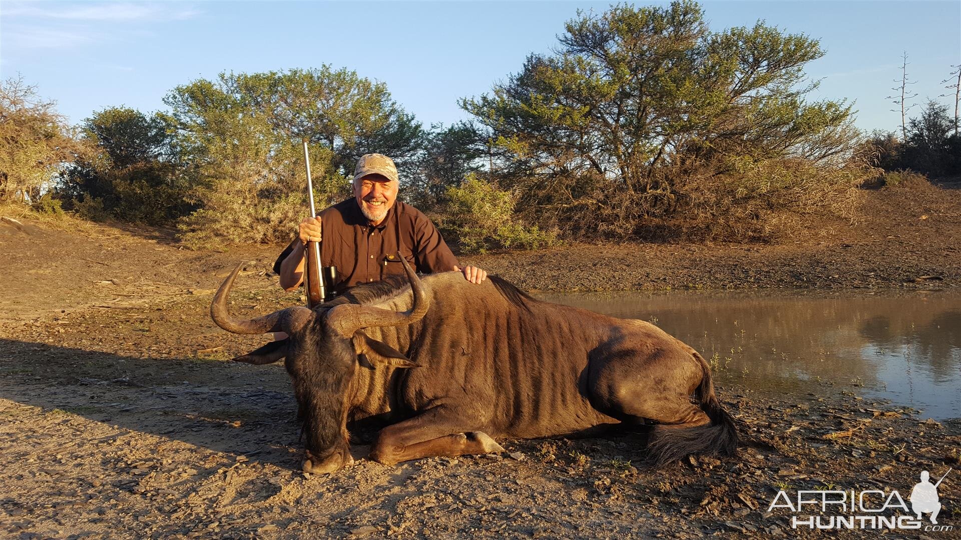 Blue Wildebeest Hunting in South Africa