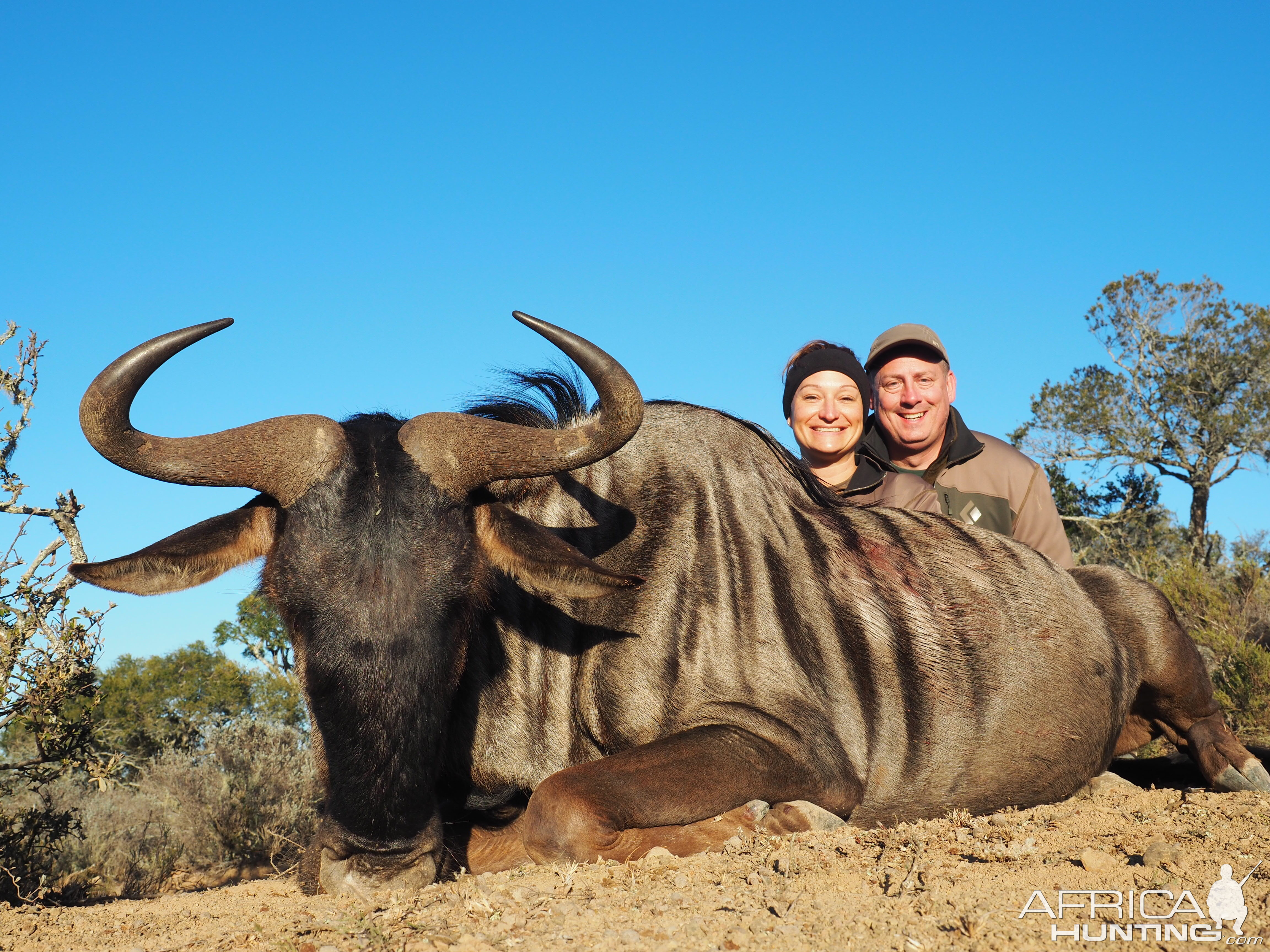 Blue Wildebeest Hunting in South Africa