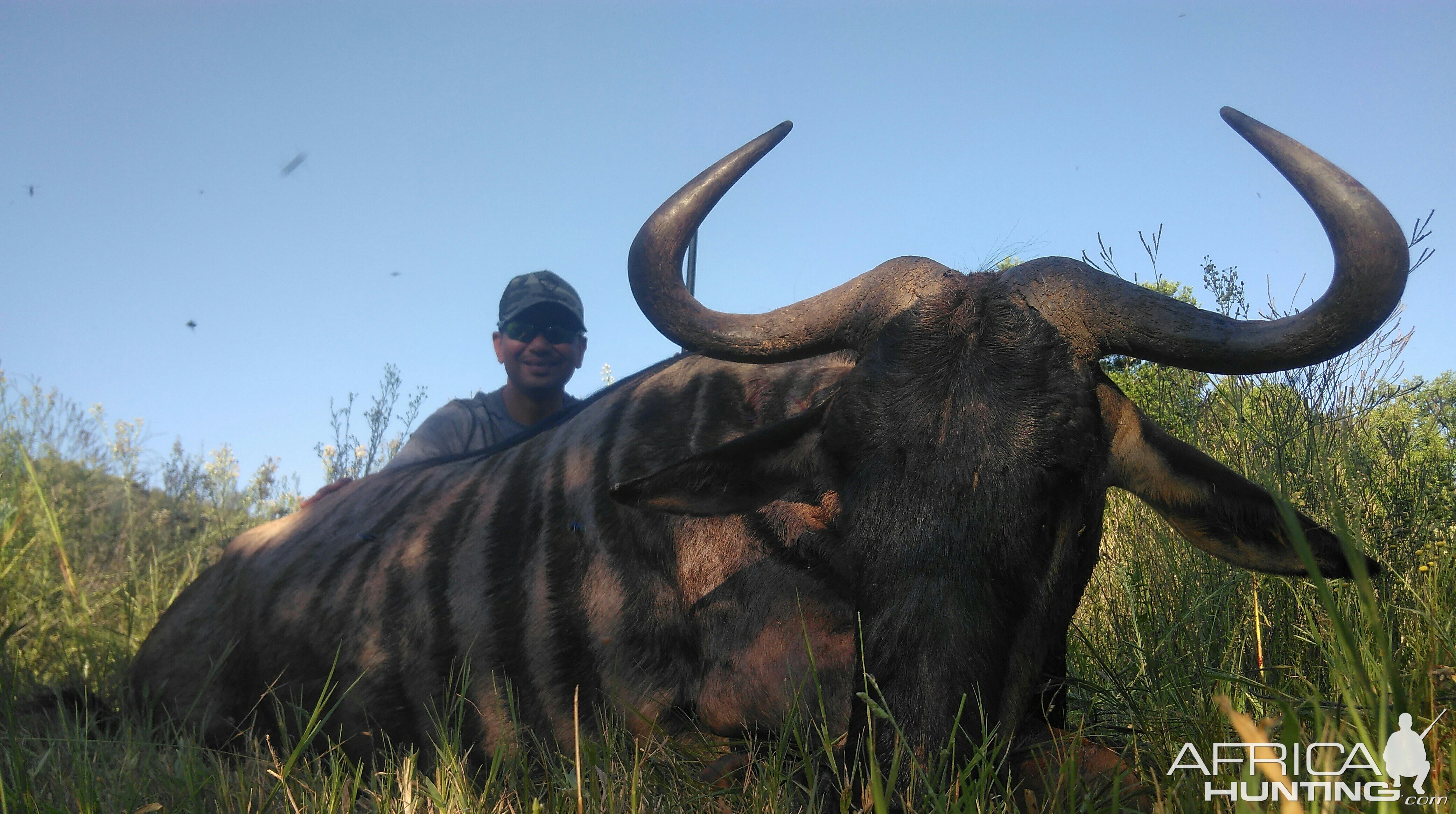 Blue Wildebeest Hunting in South Africa