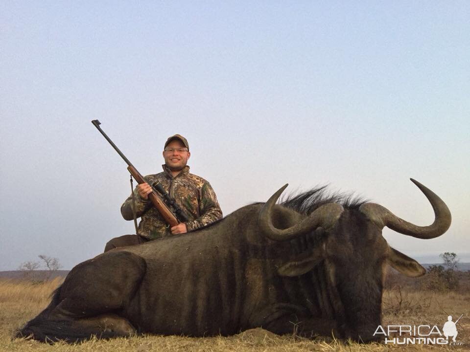 Blue Wildebeest Hunting in South Africa