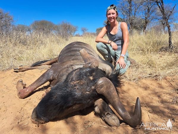 Blue Wildebeest Hunting Kalahari South Africa