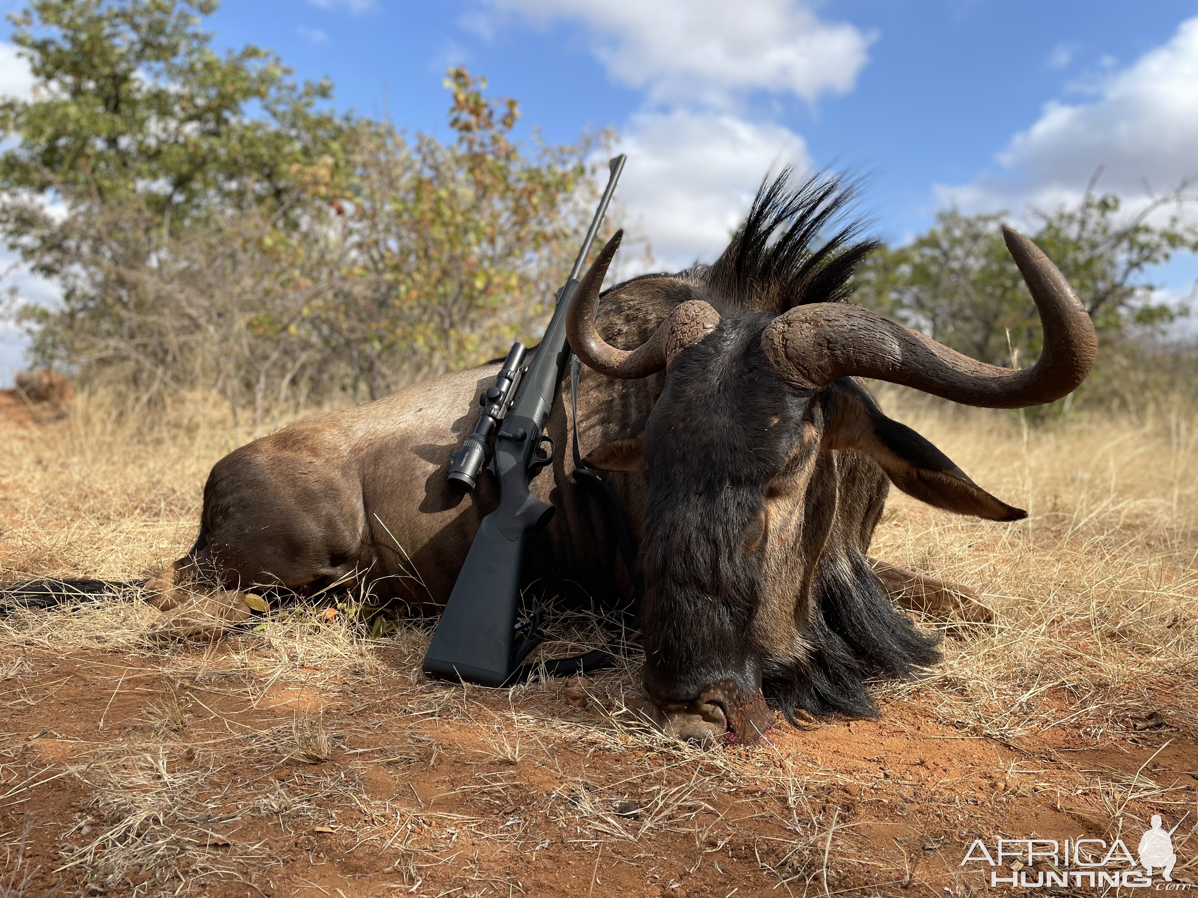 Blue Wildebeest Hunting Limpopo South Africa