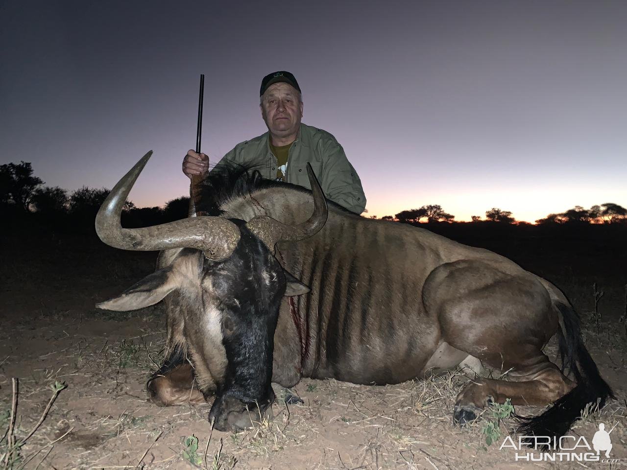 Blue Wildebeest Hunting Limpopo South Africa