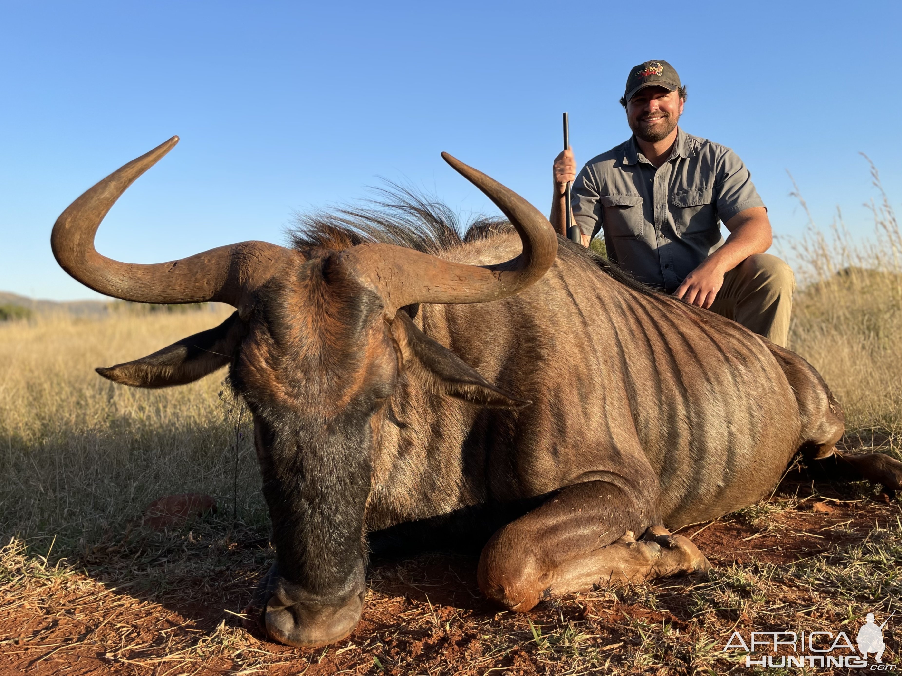 Blue Wildebeest Hunting Limpopo South Africa AfricaHunting Com   Full