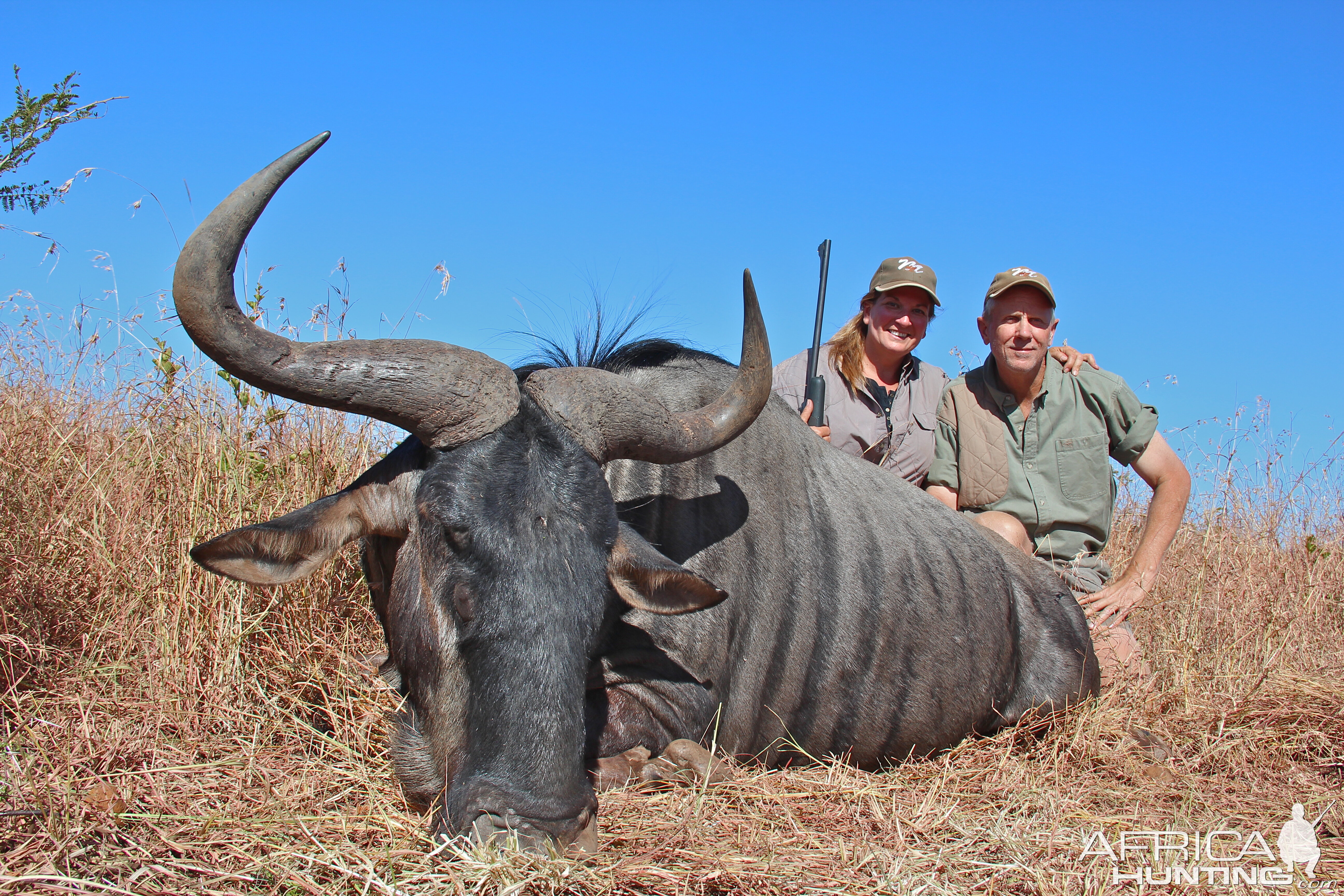 Blue Wildebeest Hunting Limpopo South Africa