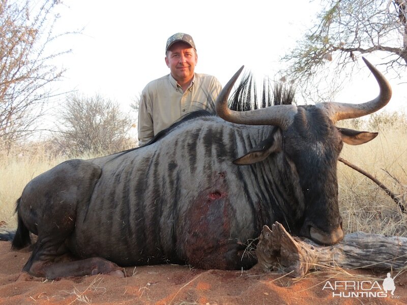 Blue Wildebeest Hunting Nambia