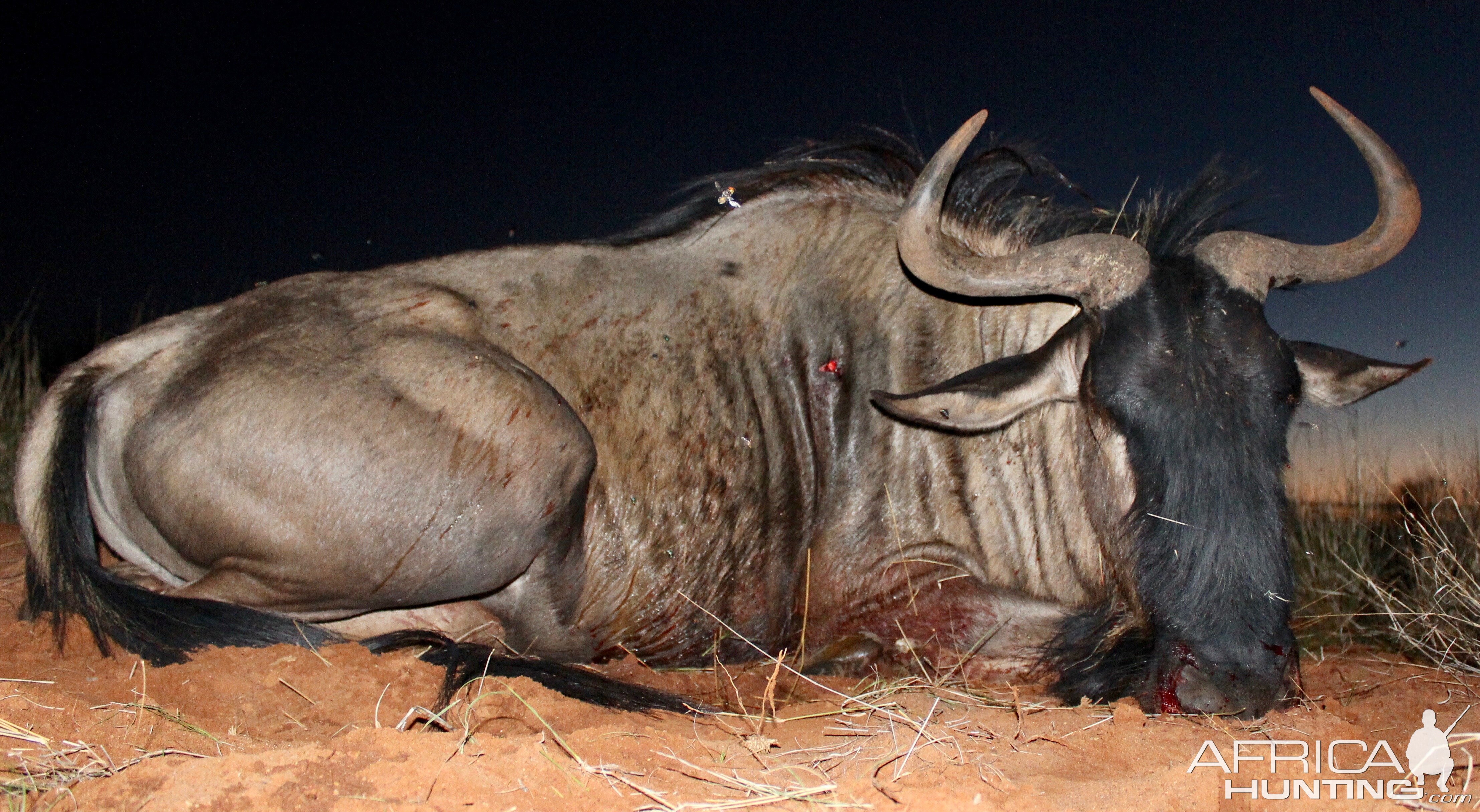 Blue Wildebeest Hunting Namibia