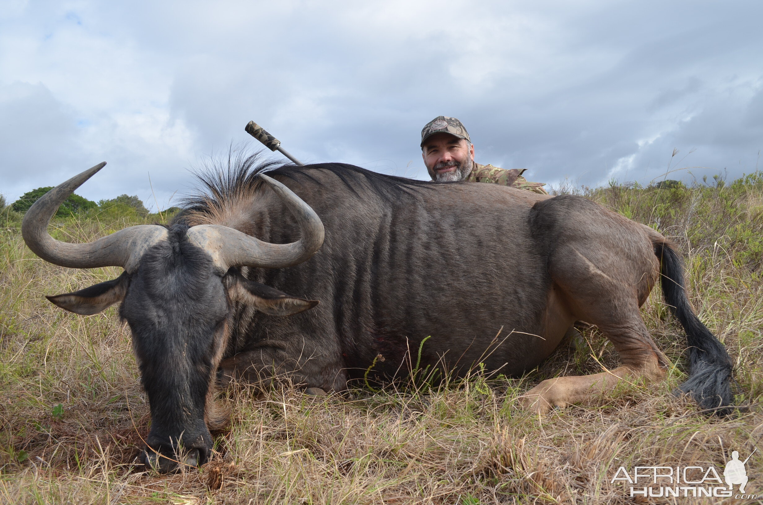 Blue Wildebeest Hunting South Africa