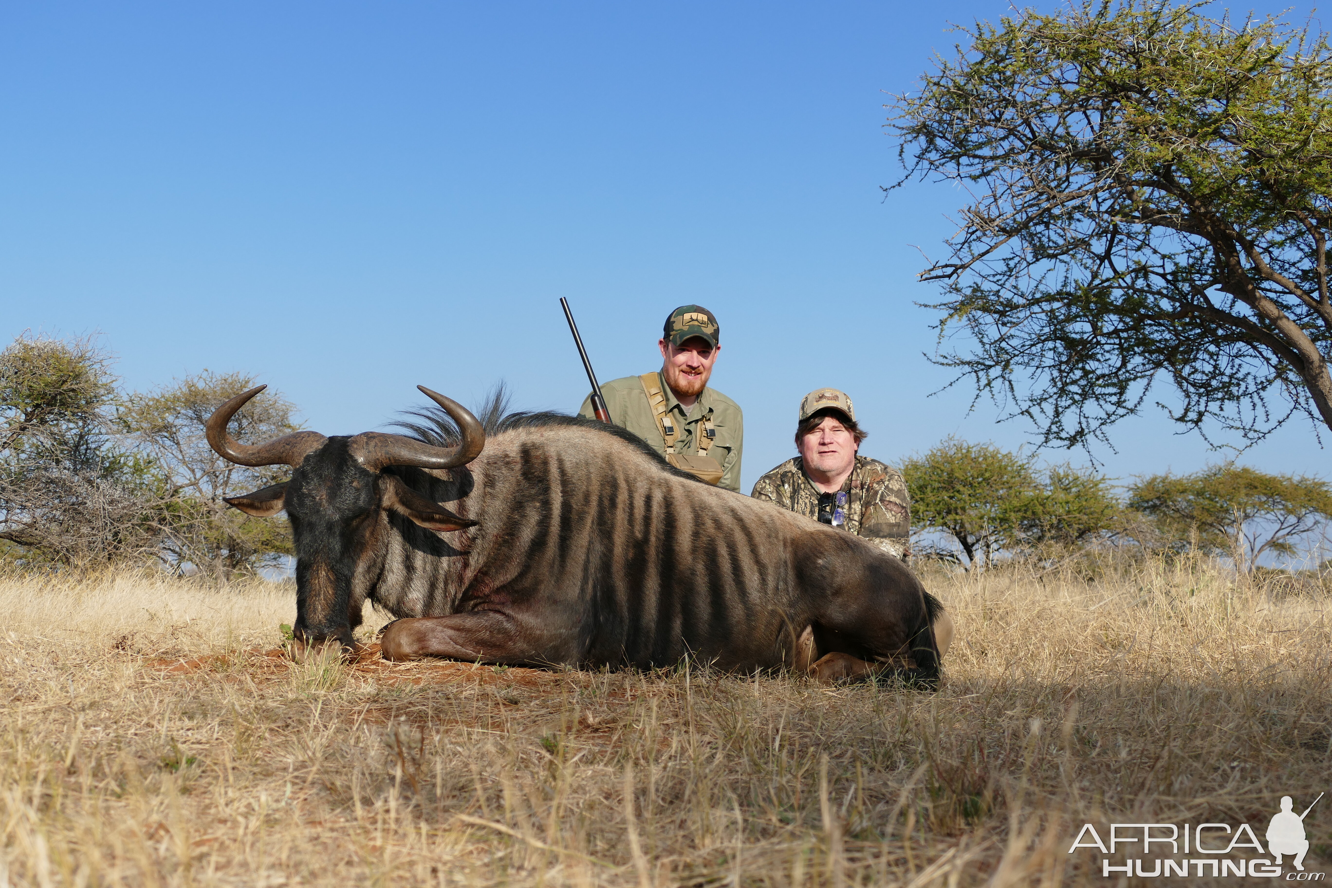 Blue Wildebeest Hunting South Africa