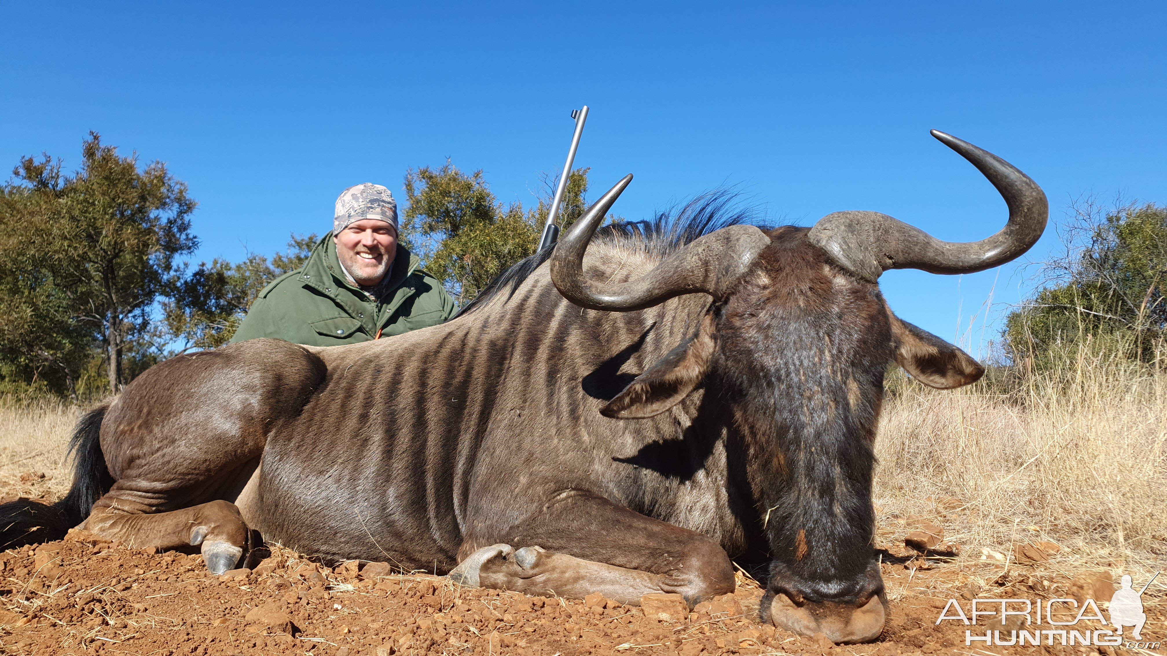 Blue Wildebeest Hunting South Africa