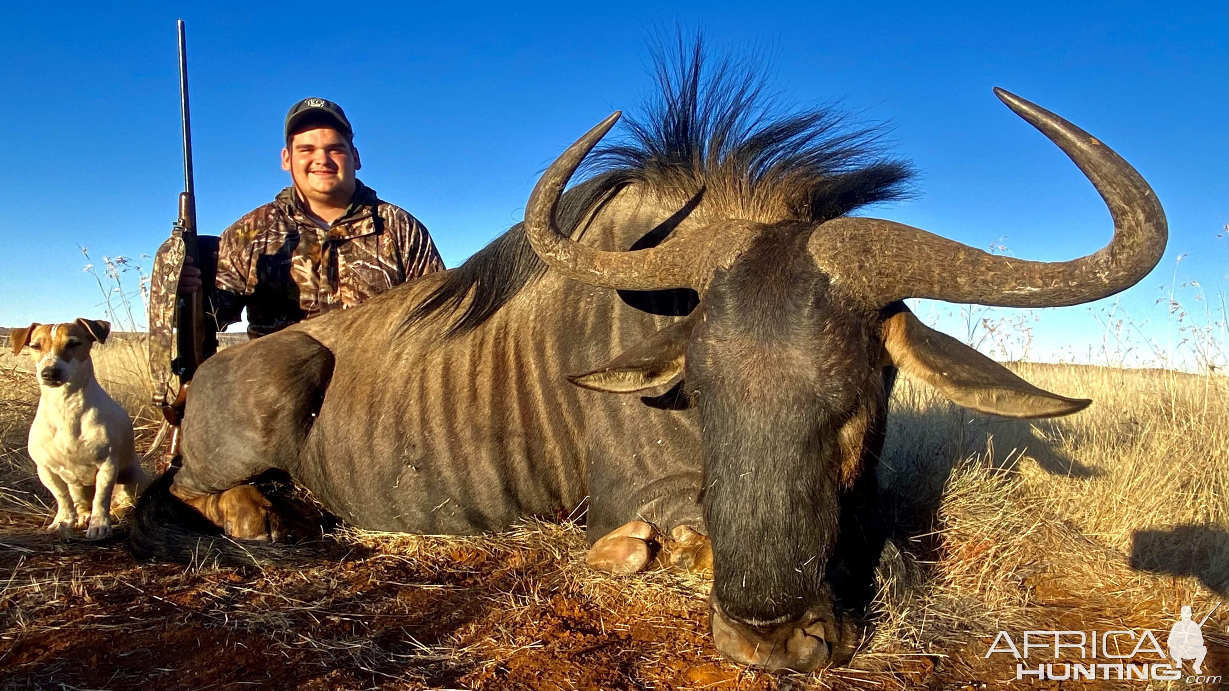 Blue Wildebeest Hunting South Africa