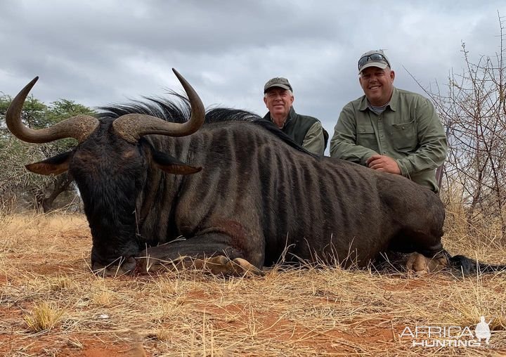 Blue Wildebeest Hunting South Africa