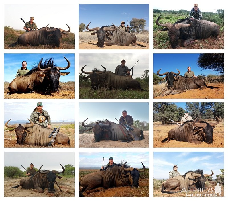 Blue Wildebeest Hunting South Africa