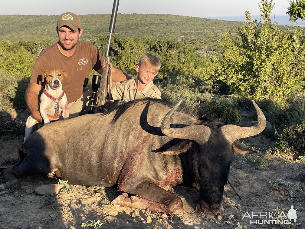 Blue Wildebeest Hunting South Africa