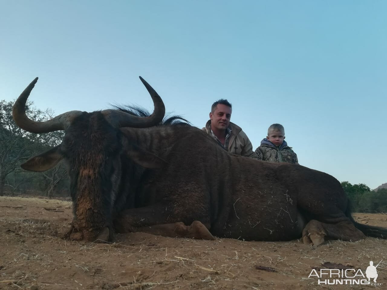 Blue Wildebeest Hunting South Africa