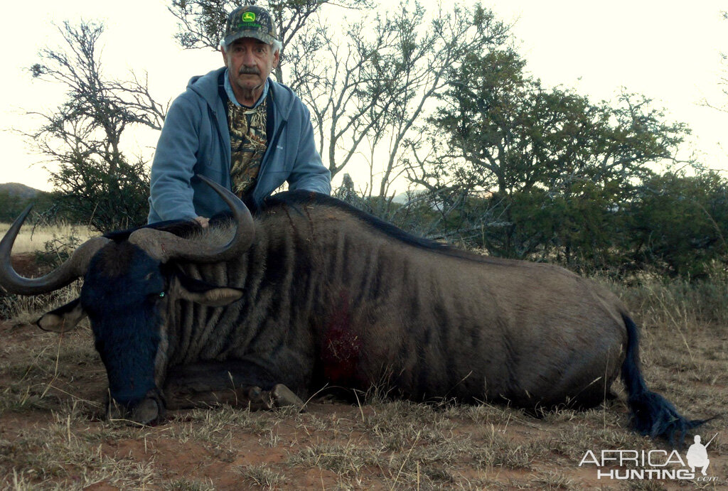 Blue Wildebeest Hunting South Africa