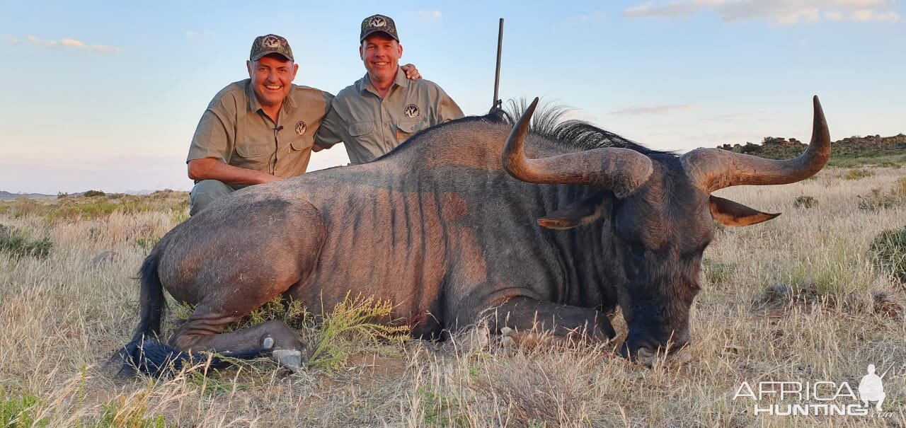 Blue Wildebeest Hunting South Africa