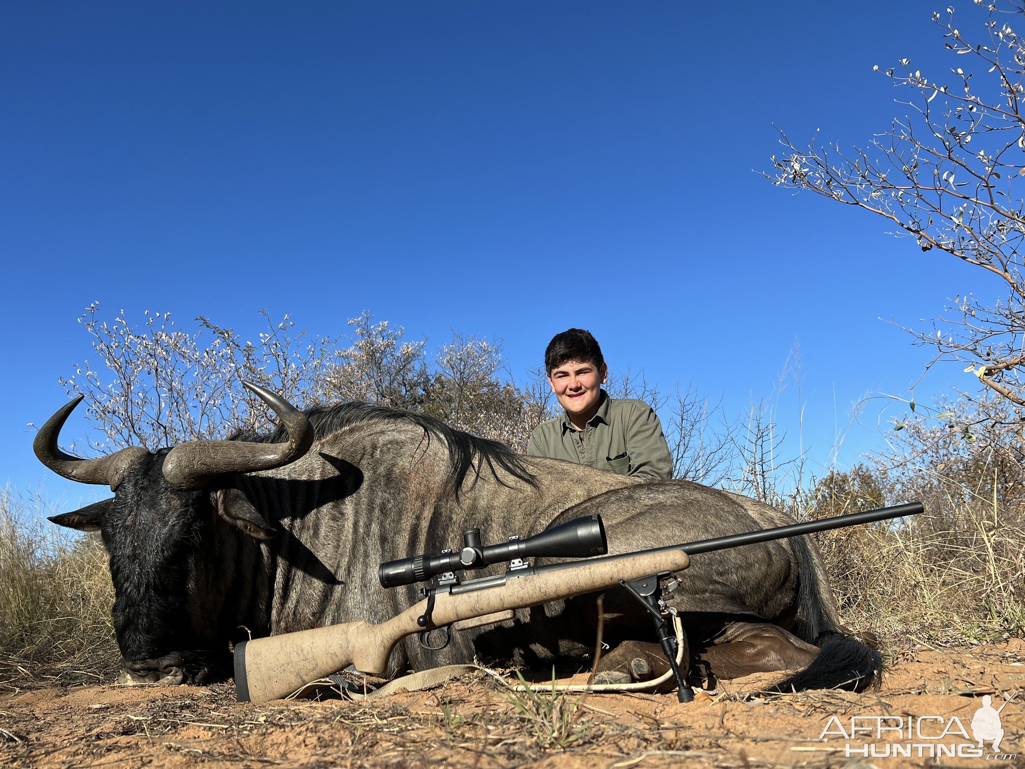 Blue Wildebeest Hunting Thabazimbi Limpopo South Africa