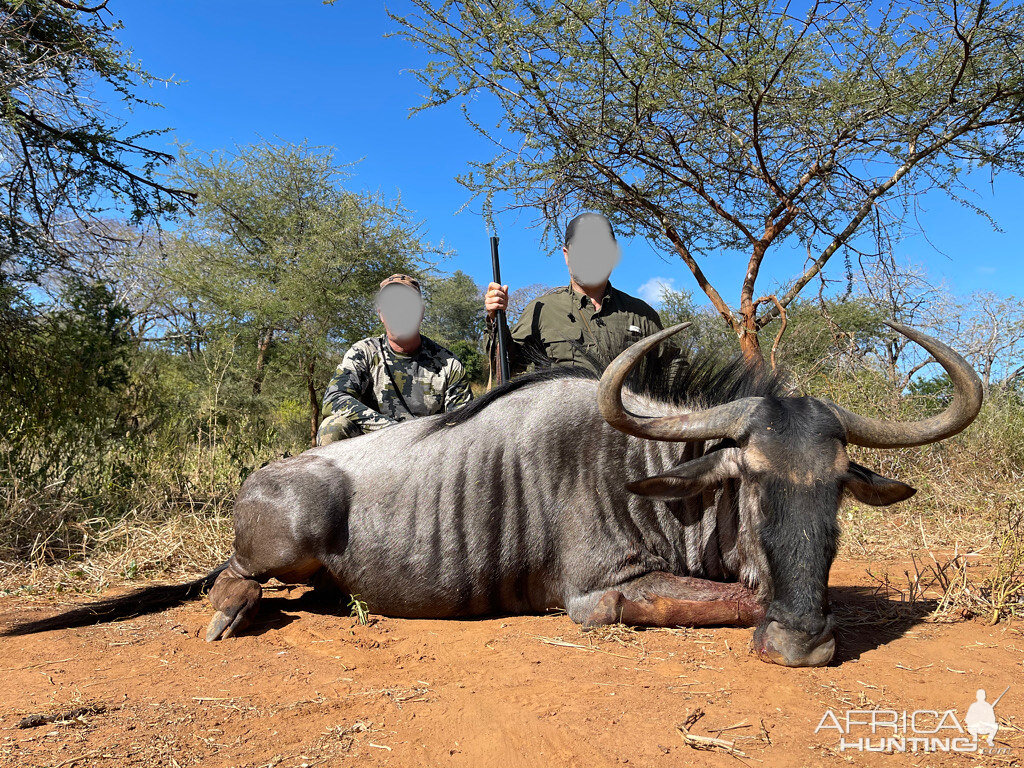 Blue Wildebeest Hunting Zimbabwe