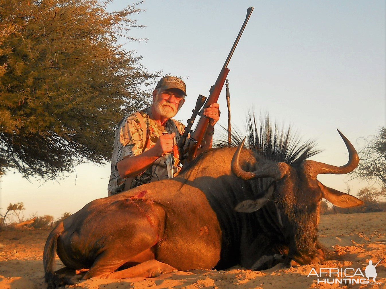 Blue Wildebeest Hunting