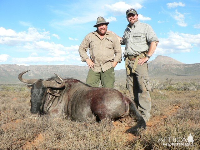 Blue Wildebeest Hunting