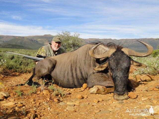 Blue Wildebeest Hunting