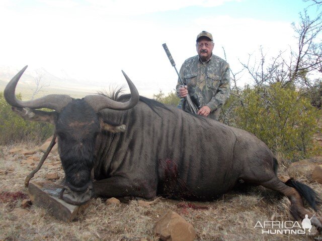 Blue Wildebeest Hunting