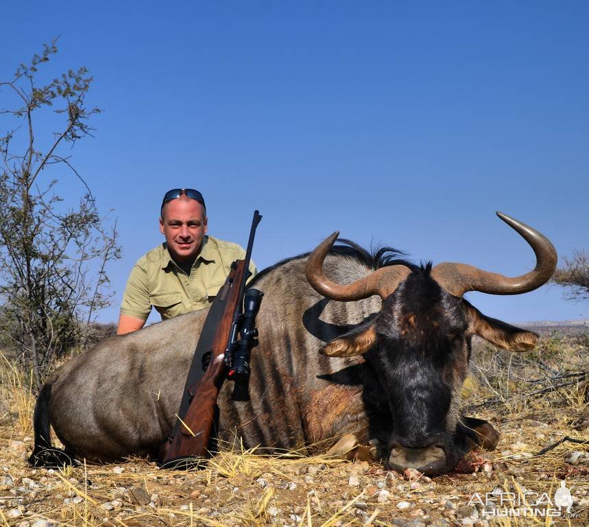 Blue Wildebeest Hunting