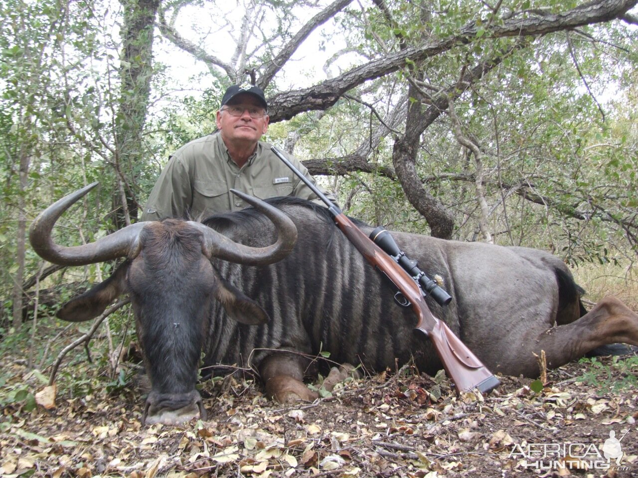 Blue Wildebeest Hunting