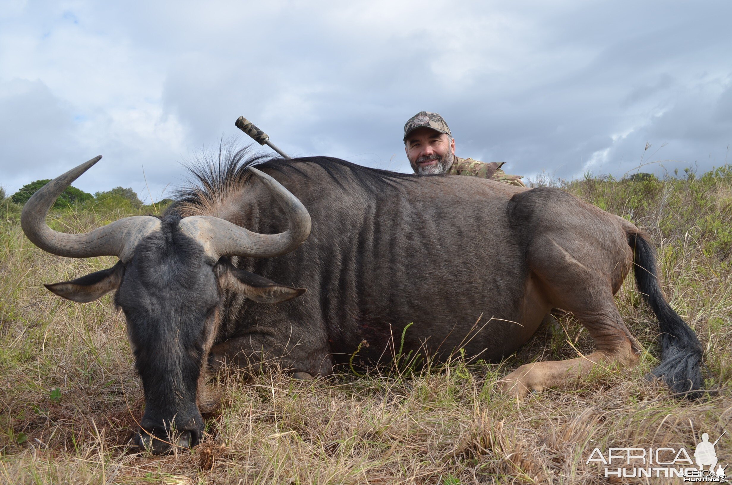 Blue Wildebeest KMG Hunting Safaris