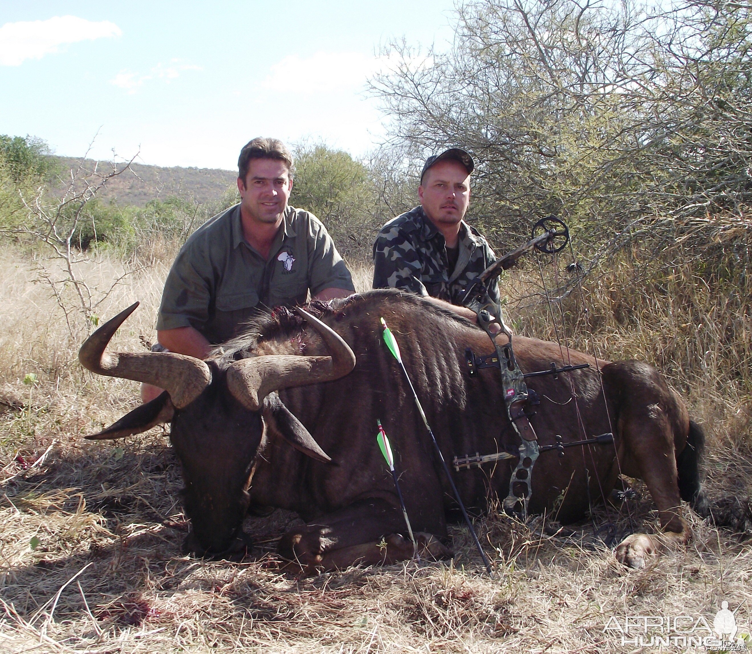 Blue Wildebeest Leeukop Safaris