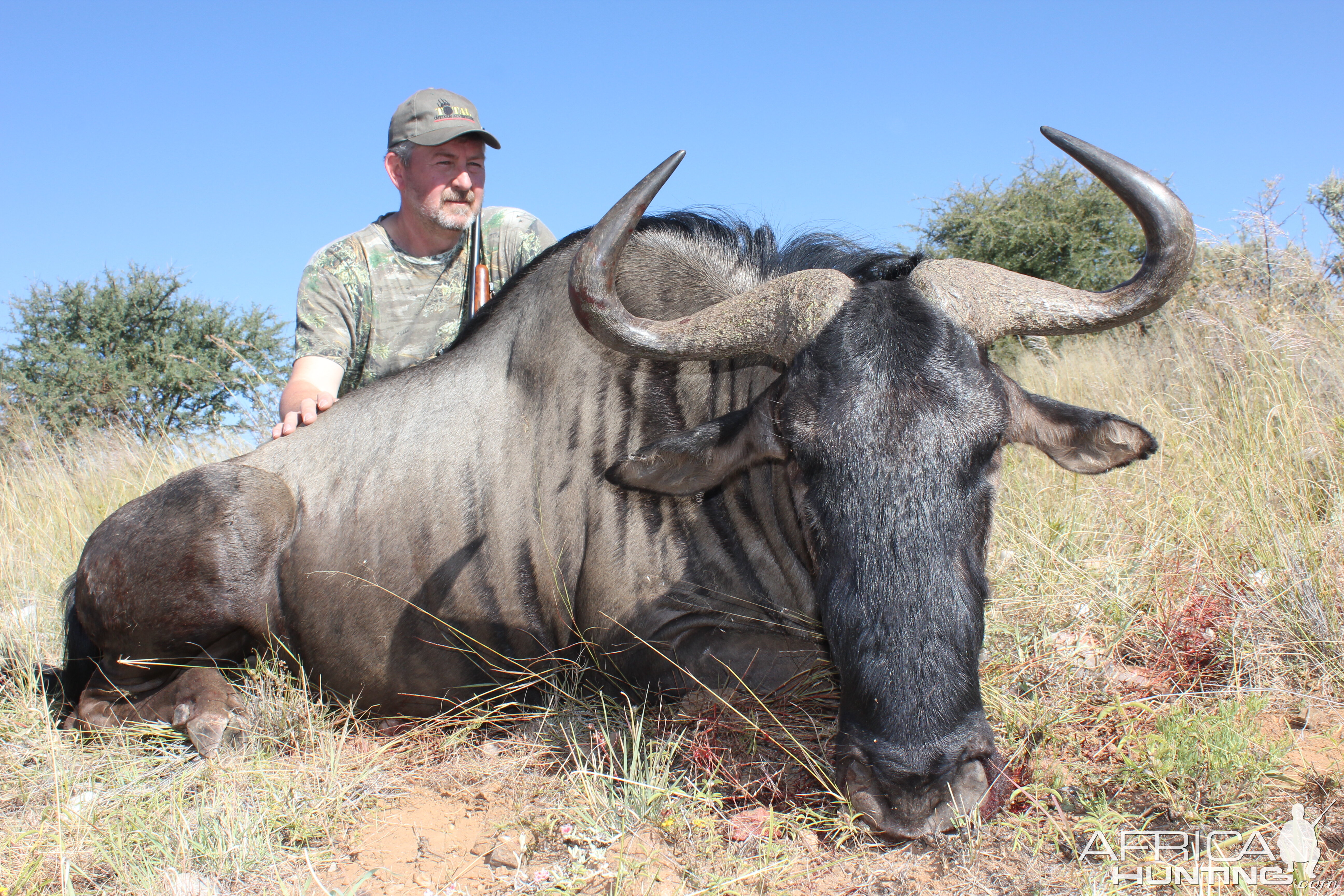 Blue Wildebeest Namibia 2012