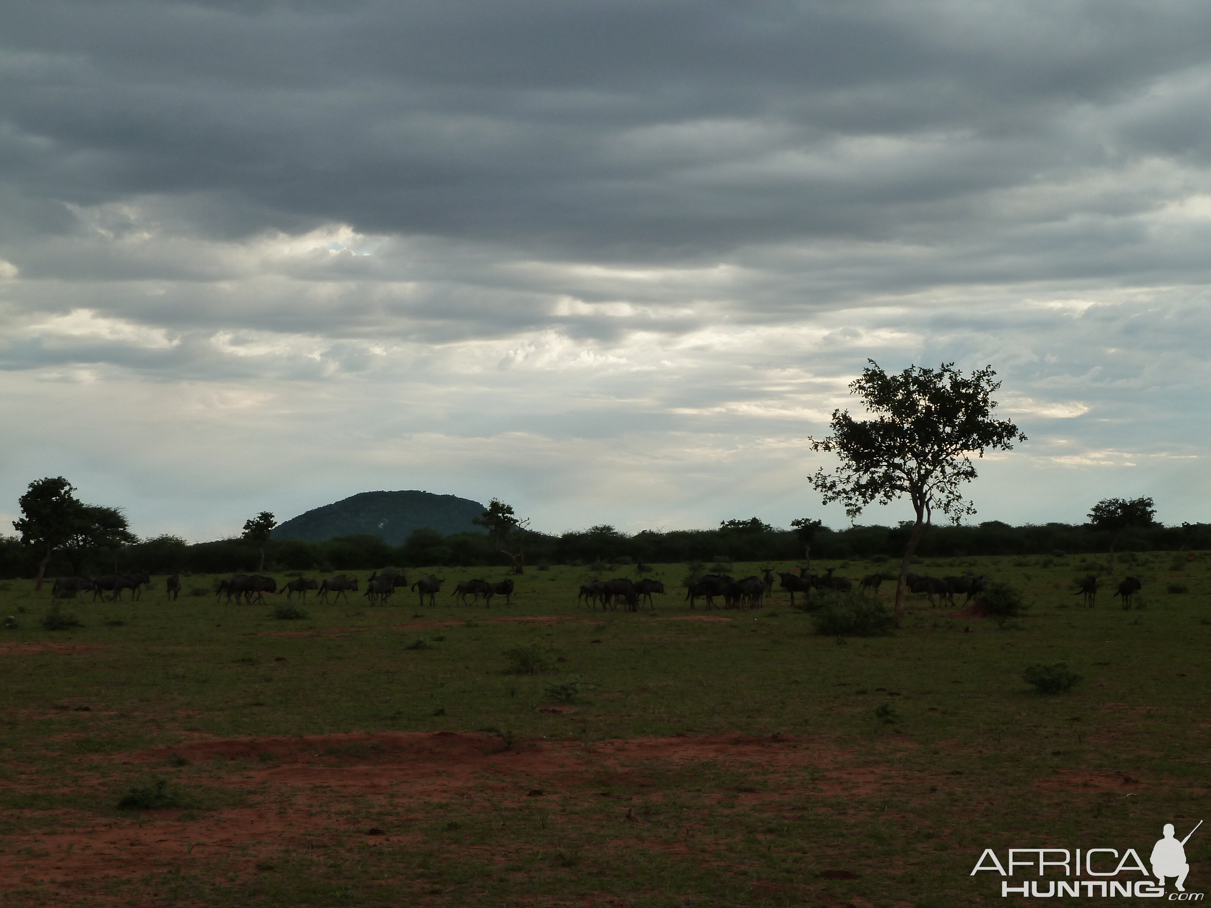 Blue Wildebeest Namibia