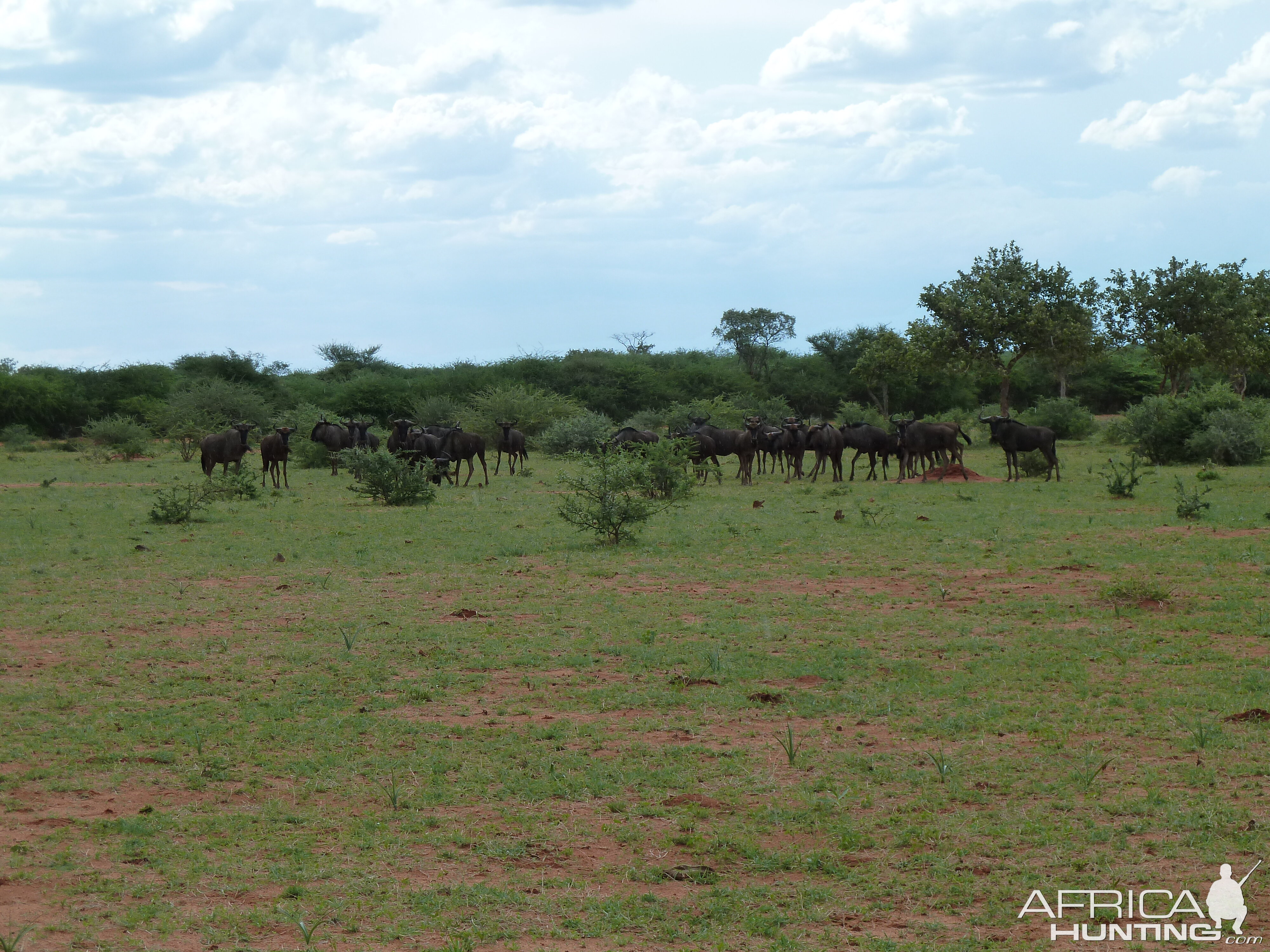 Blue Wildebeest Namibia