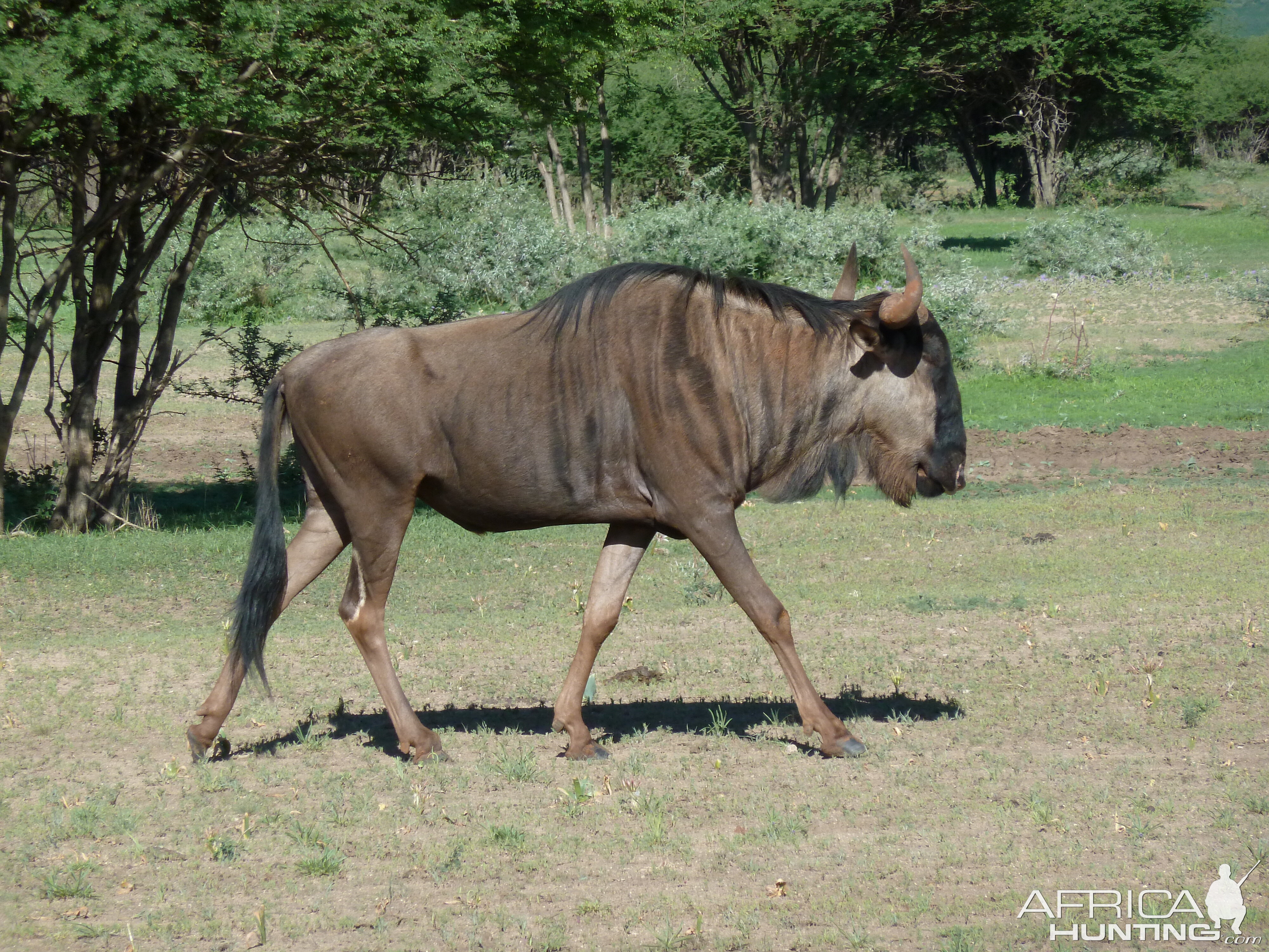 Blue Wildebeest Namibia