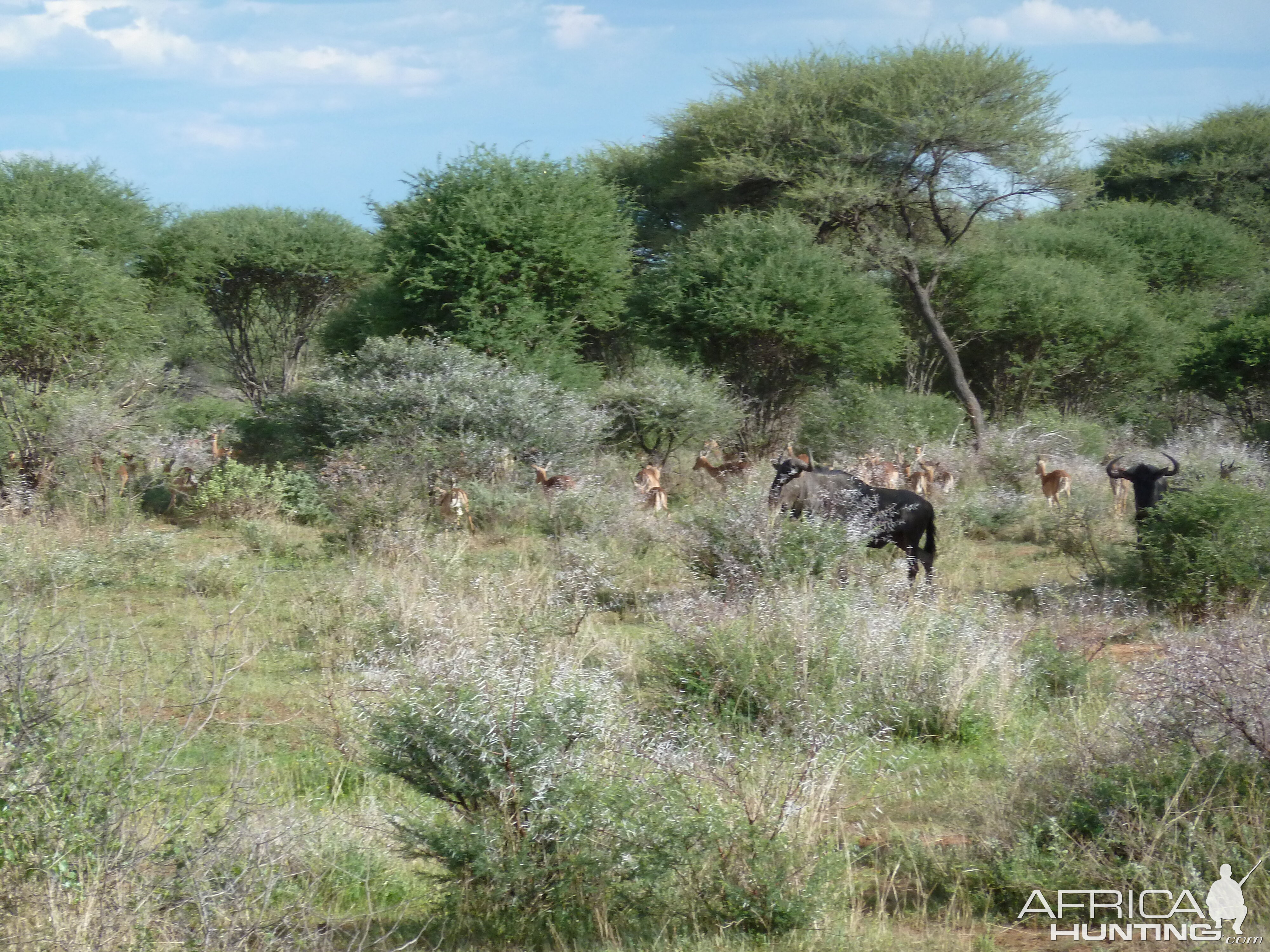 Blue Wildebeest Namibia