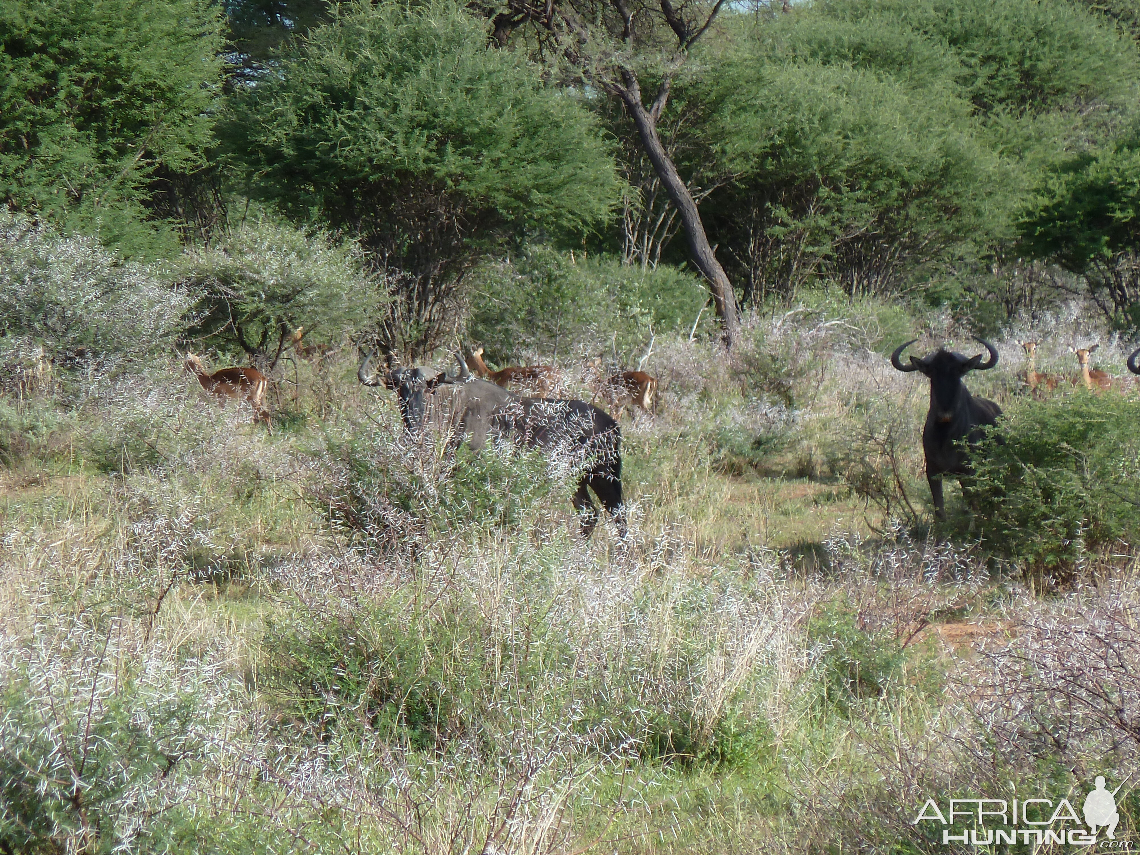 Blue Wildebeest Namibia