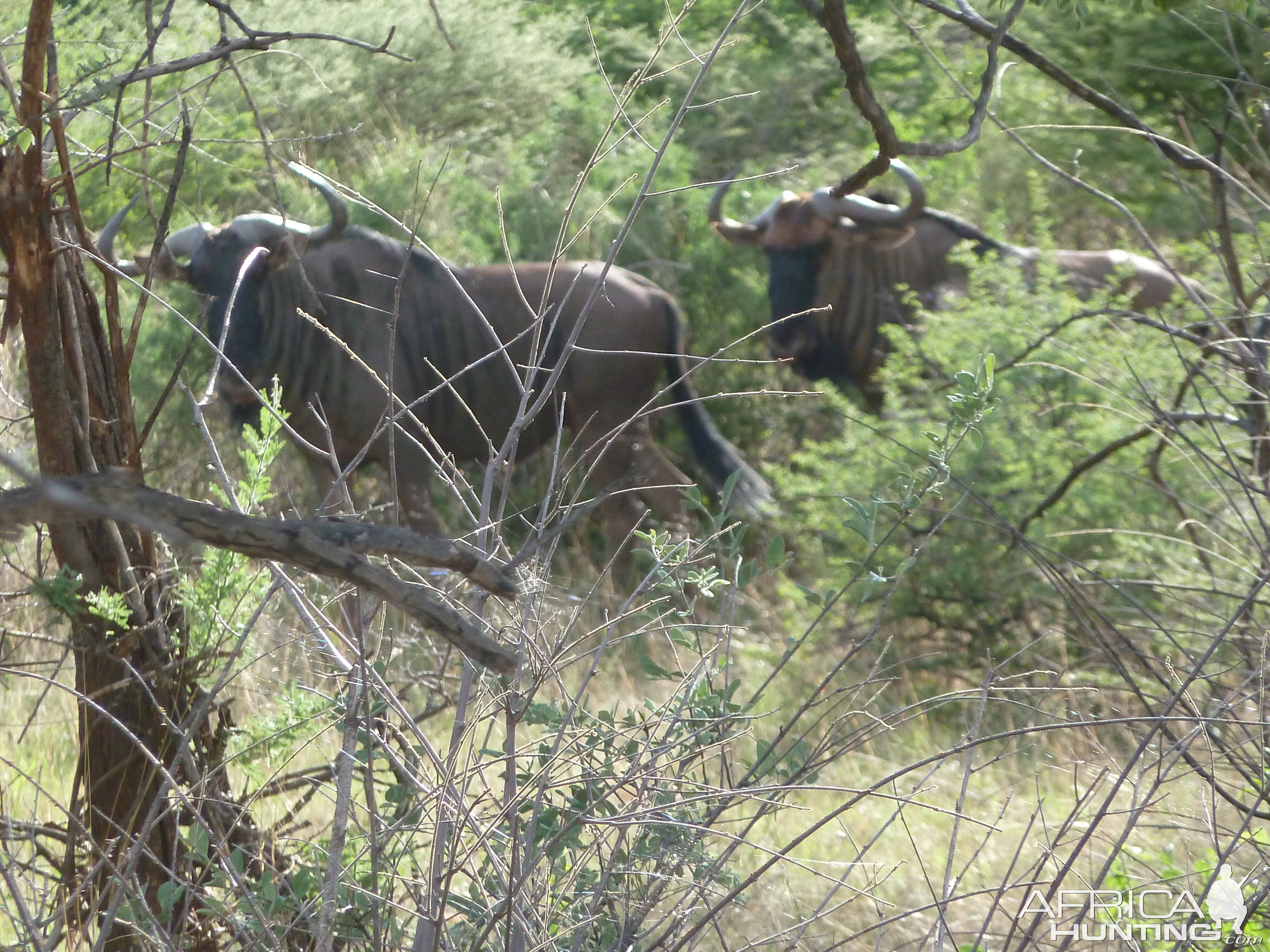 Blue Wildebeest Namibia