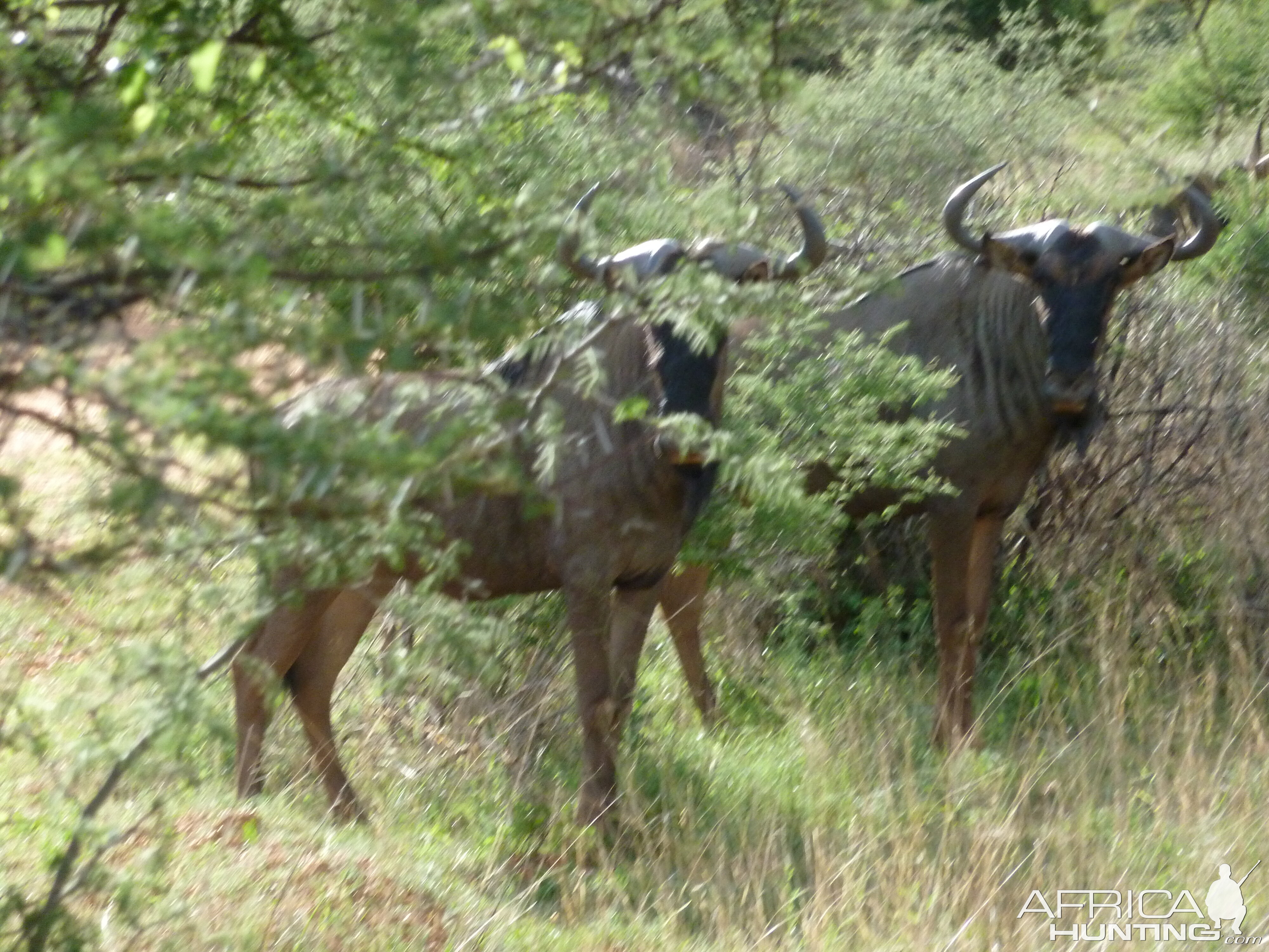 Blue Wildebeest Namibia