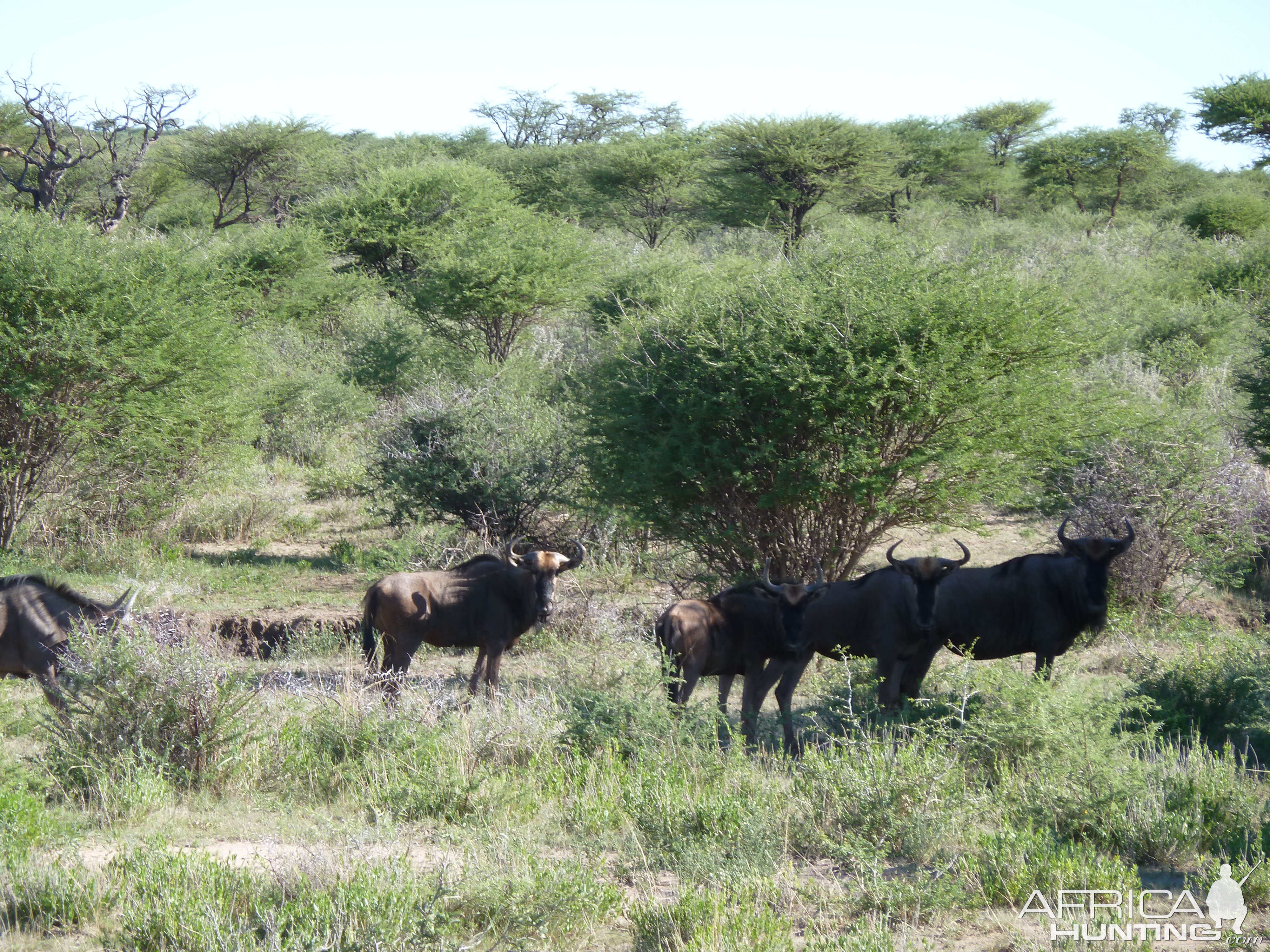 Blue Wildebeest Namibia