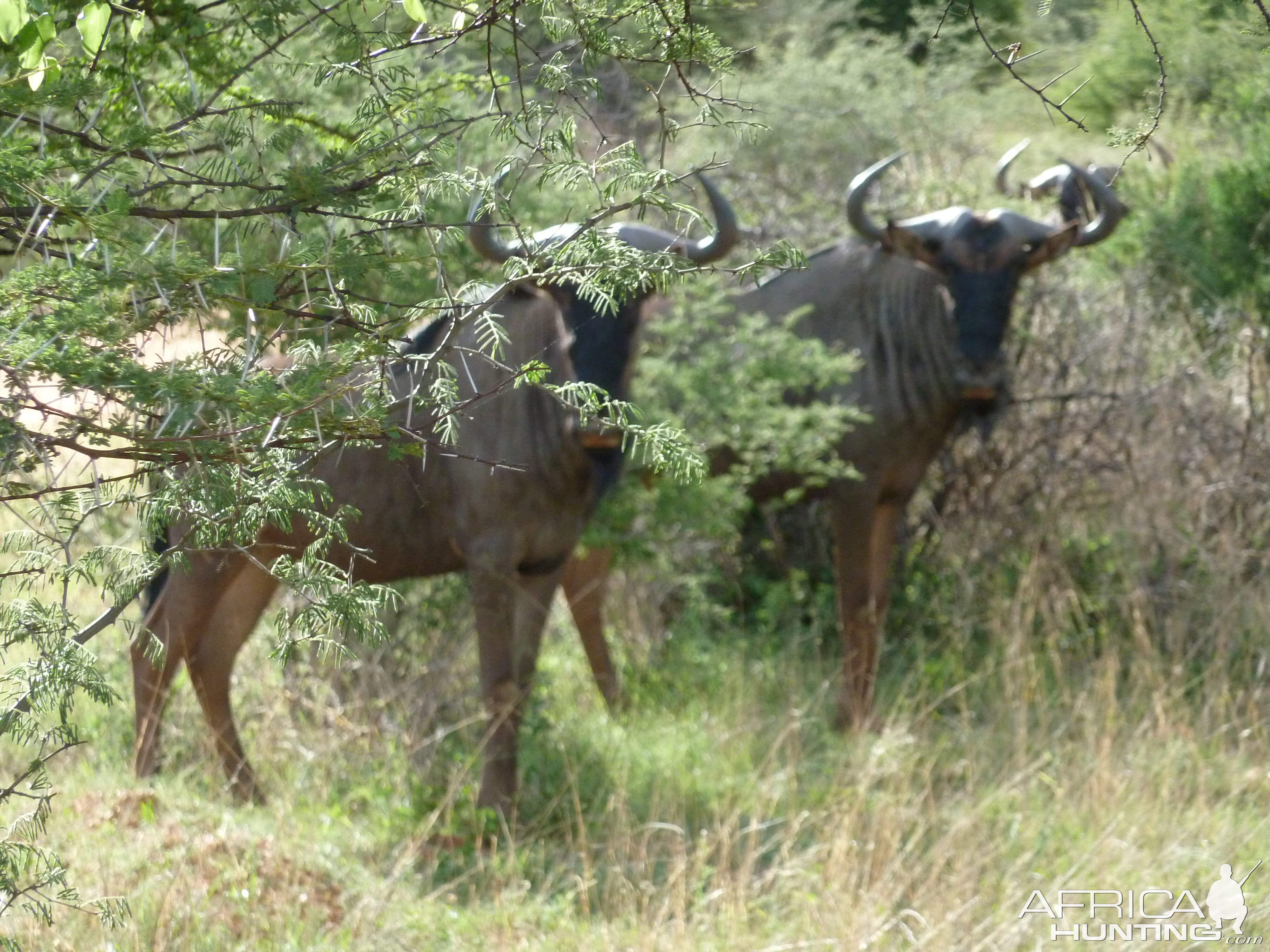 Blue Wildebeest Namibia