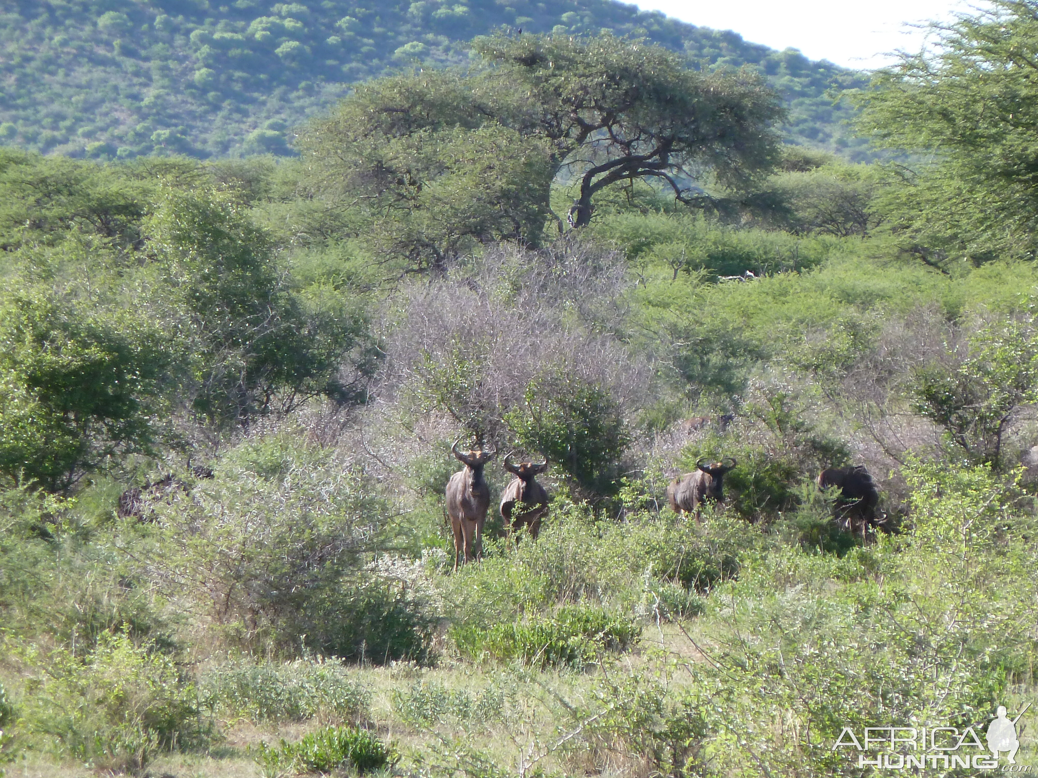 Blue Wildebeest Namibia