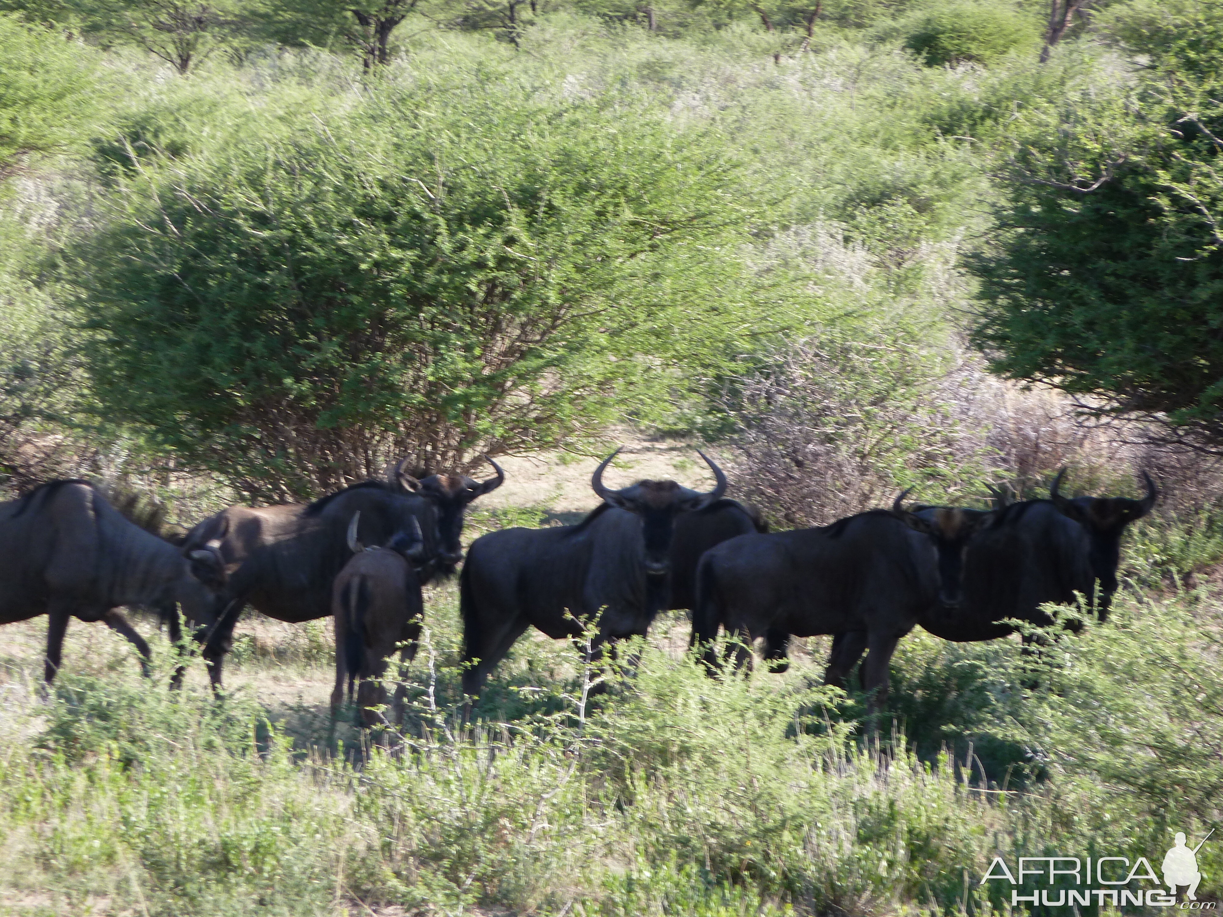 Blue Wildebeest Namibia