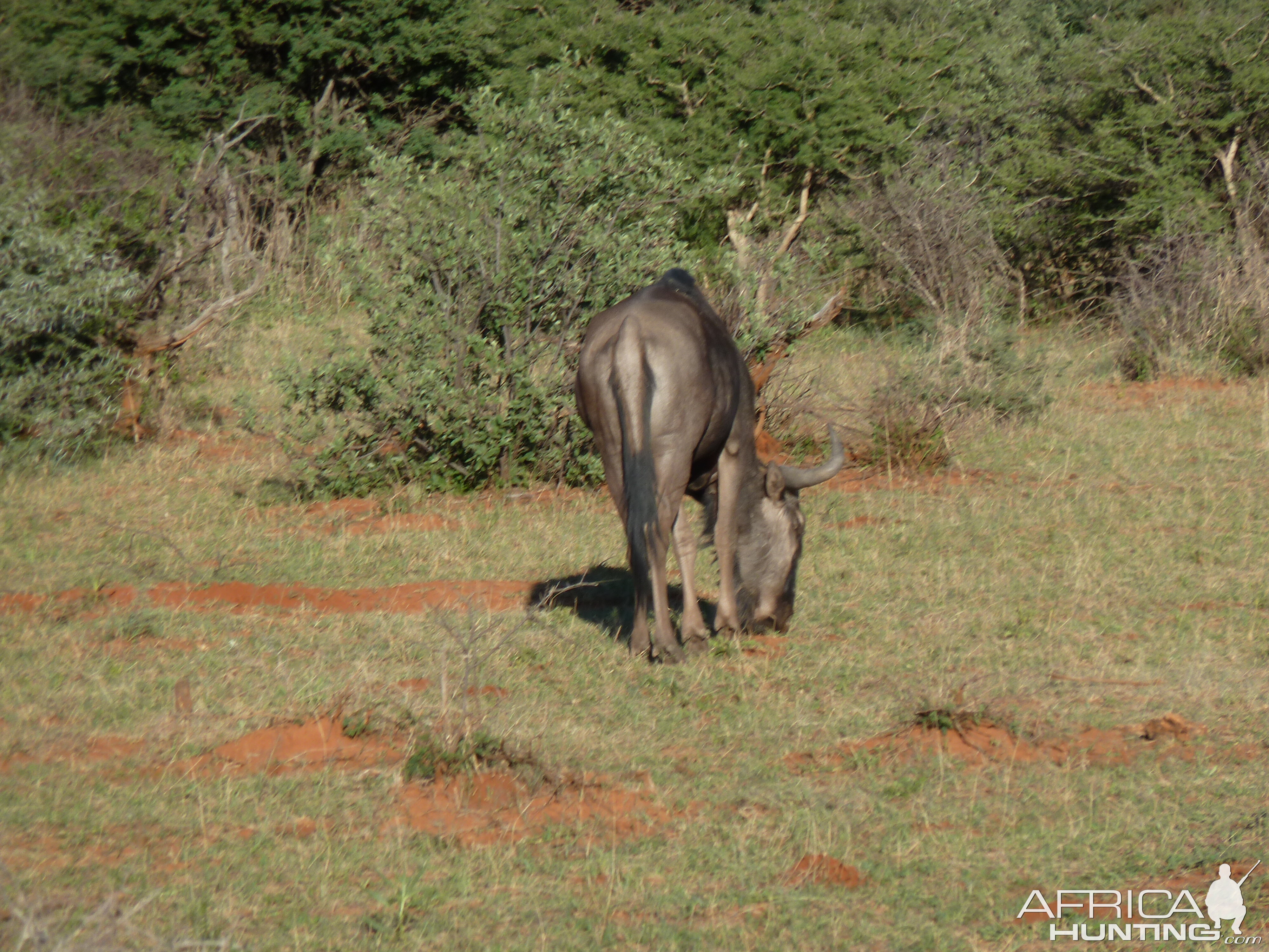 Blue Wildebeest Namibia